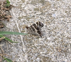 Vanessa virginiensis