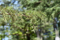 Cedrus