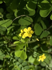 Oxalis stricta