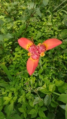Tigridia pavonia