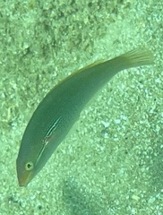 Stethojulis interrupta