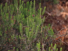 Erica scoparia