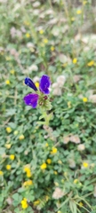 Echium