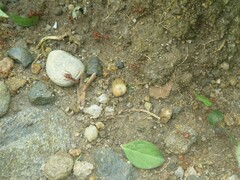 Attini