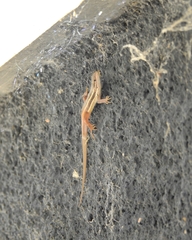 Psammodromus algirus