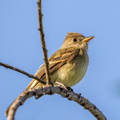 Empidonax traillii