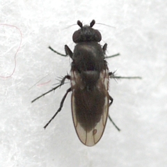 Limosininae