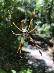Trichonephila clavipes