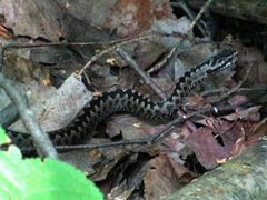 Vipera berus