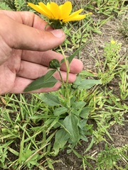 Helianthus petiolaris