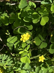 Oxalis stricta
