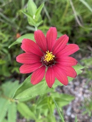 Zinnia peruviana