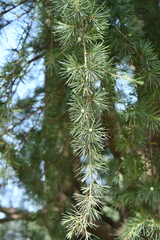 Cedrus