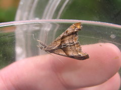 Palthis angulalis