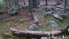 Otospermophilus variegatus