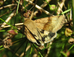 Heliothis viriplaca