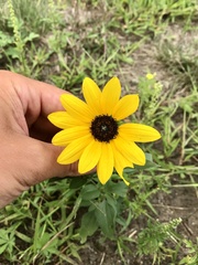 Helianthus petiolaris