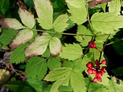 Actaea erythrocarpa