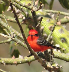 Pyrocephalus rubinus