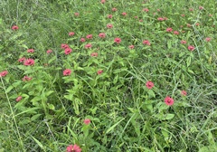 Zinnia peruviana