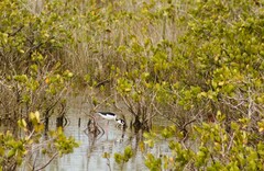 Himantopus mexicanus