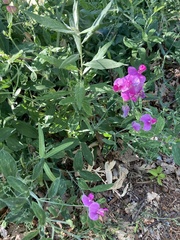 Lathyrus