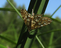 Elophila nymphaeata