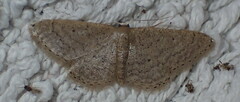 Idaea obsoletaria