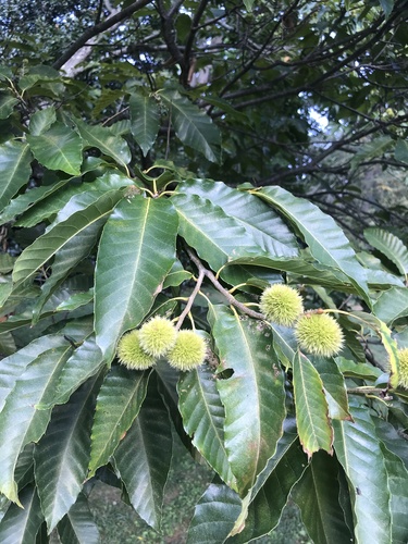 Henry's chestnut (Castanea henryi)