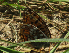 Argynnis niobe