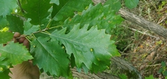 Aceria querci