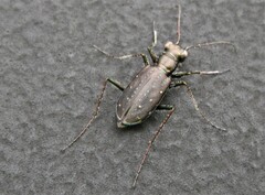 Cicindela punctulata
