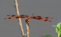 Celithemis eponina