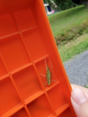 Meconema thalassinum