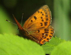 Lycaena virgaureae