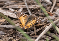 Vanessa virginiensis