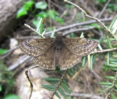 Erynnis juvenalis