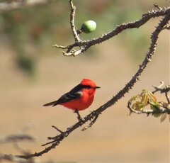 Pyrocephalus rubinus