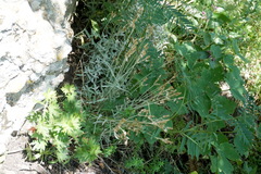 Cerastium biebersteinii