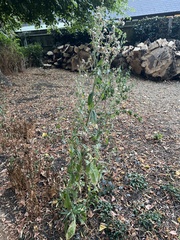 Helminthotheca echioides