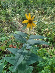 Helianthus strumosus