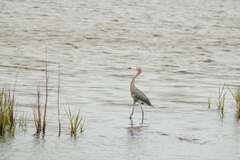 Egretta rufescens
