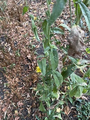 Helminthotheca echioides