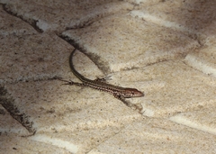 Podarcis guadarramae guadarramae