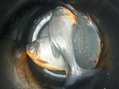 Piaractus brachypomus