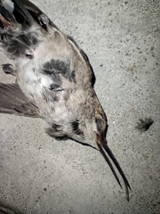 Trochilidae