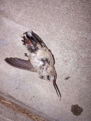 Trochilidae