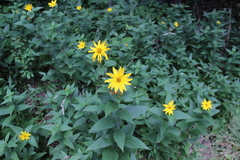 Helianthus strumosus