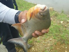 Piaractus brachypomus