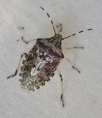 Rhaphigaster nebulosa